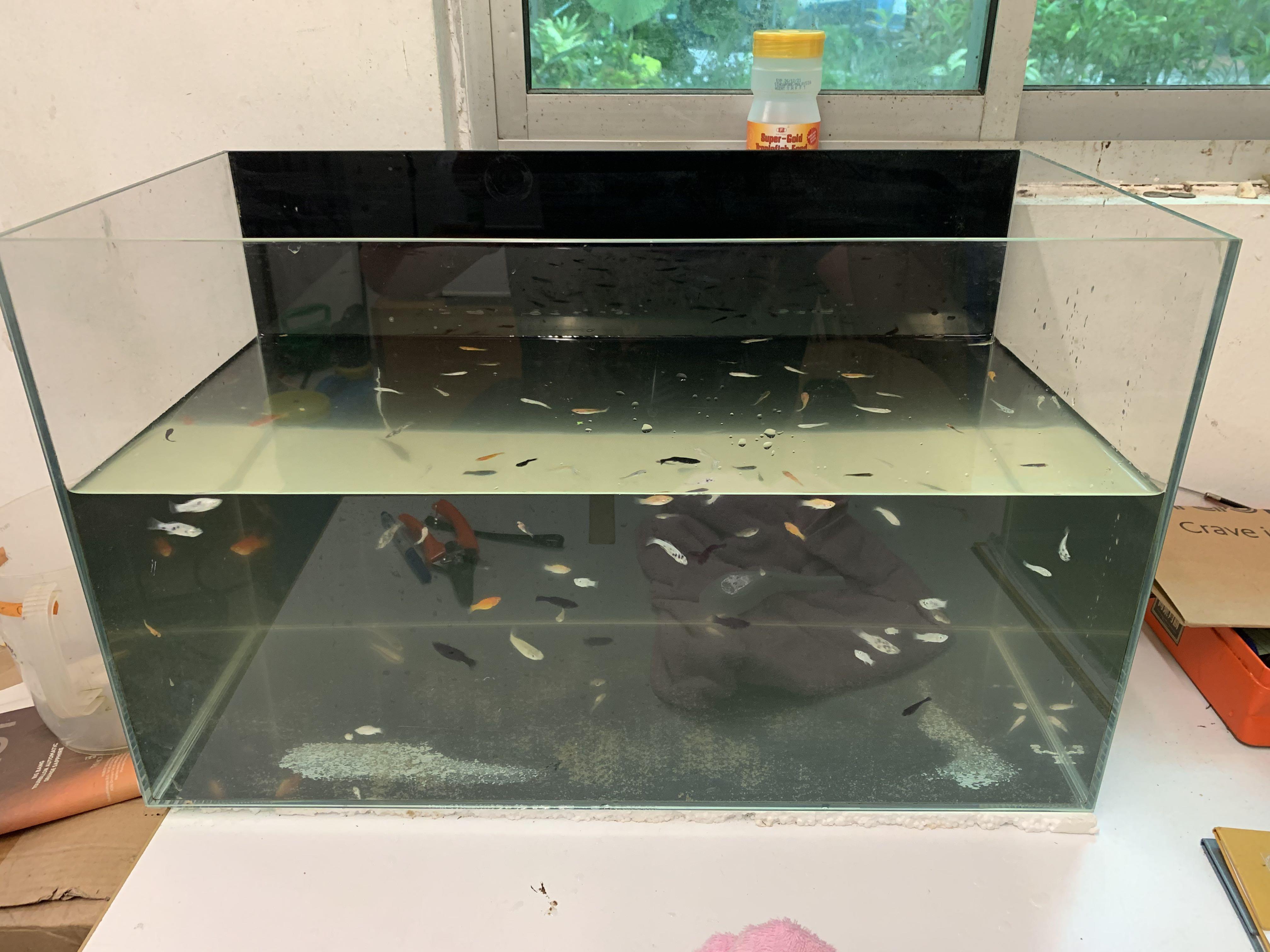 2 Feet Fish Tank Used But Good 60cm X 30cm X 37cm Height Pet Supplies Homes Other Pet Accessories On Carousell