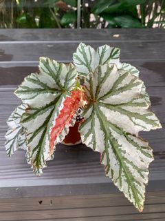 (Category: ) located in . Submitted by liveocean.e9233b (Listing ID 1095111267, Image 1). Description: .