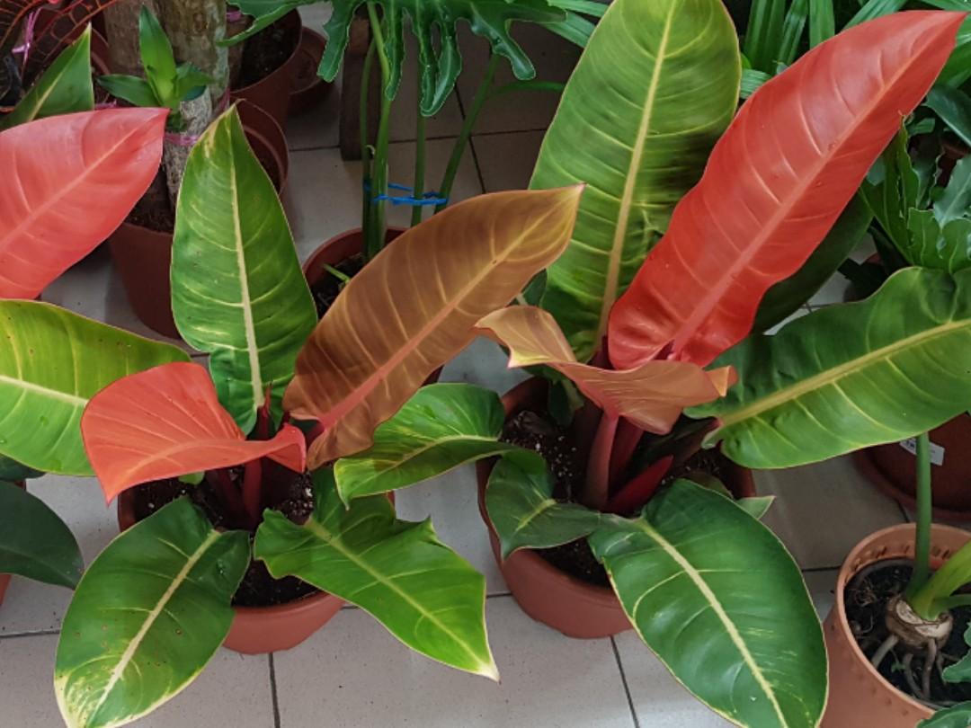 Big plants for sale, Furniture & Home Living, Gardening, Plants & Seeds on Carousell