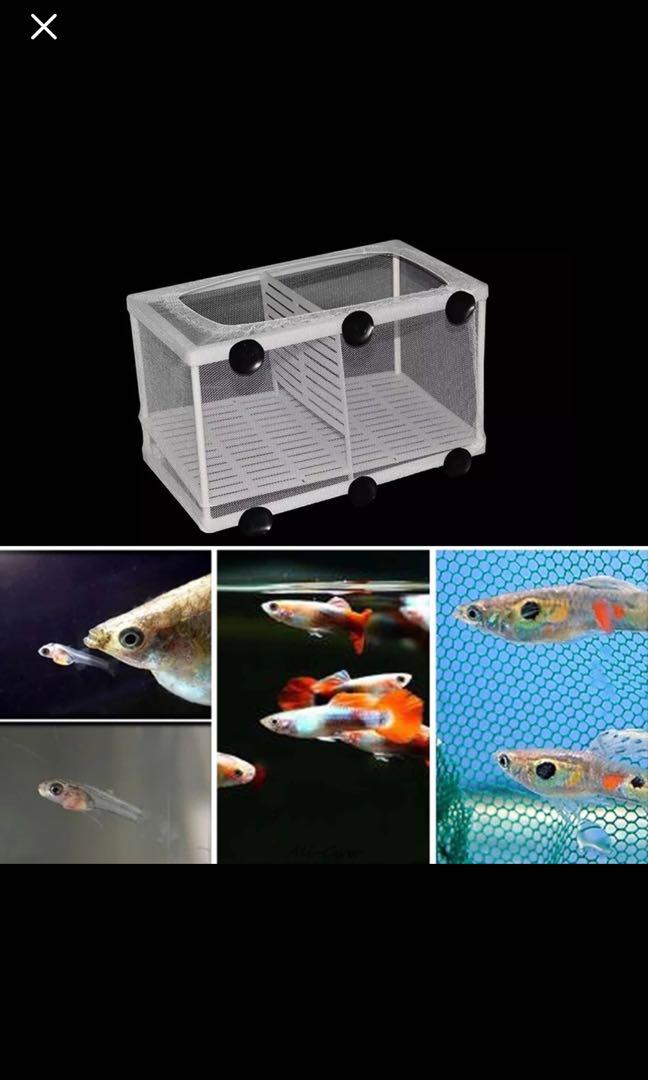 Fish Breeding net box / fish isolation box, Perlengkapan Hewan