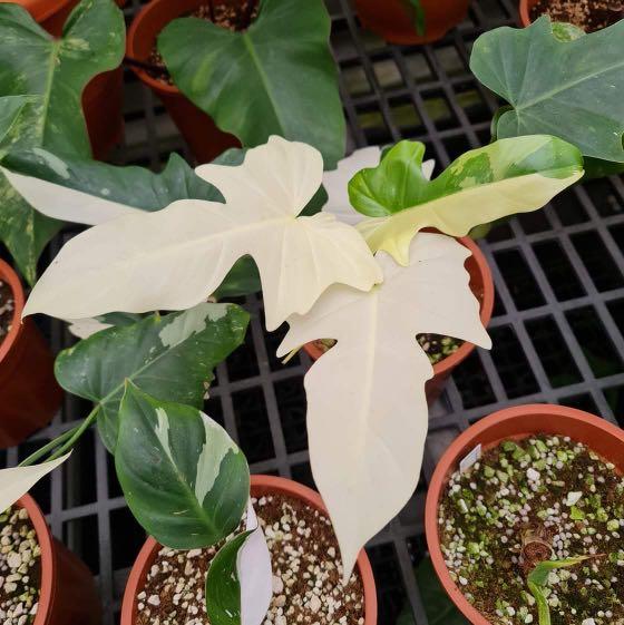 Philodendron Golden Dragon Variegata Furniture Home Living Gardening Plants Seeds On Carousell