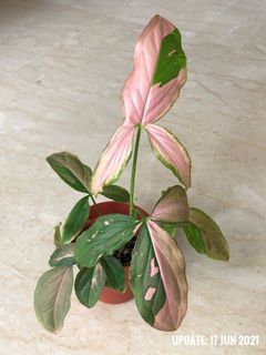 (Category: ) located in . Submitted by happyplanters (Listing ID 1093393789, Image 1). Description: .