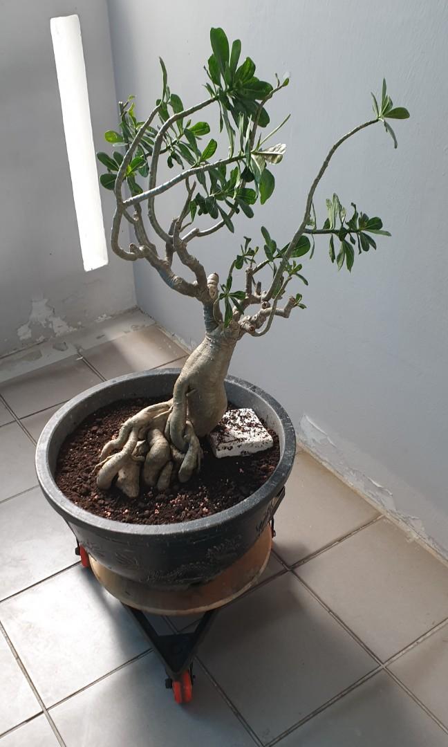 About 2ft Tall Rare Obesum Adenium Desert Rose Plant 富贵花 In Bonsai Form 盆栽 Furniture Home Living Gardening Plants Seeds On Carousell