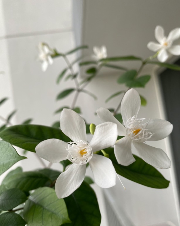 White outlet angel flower