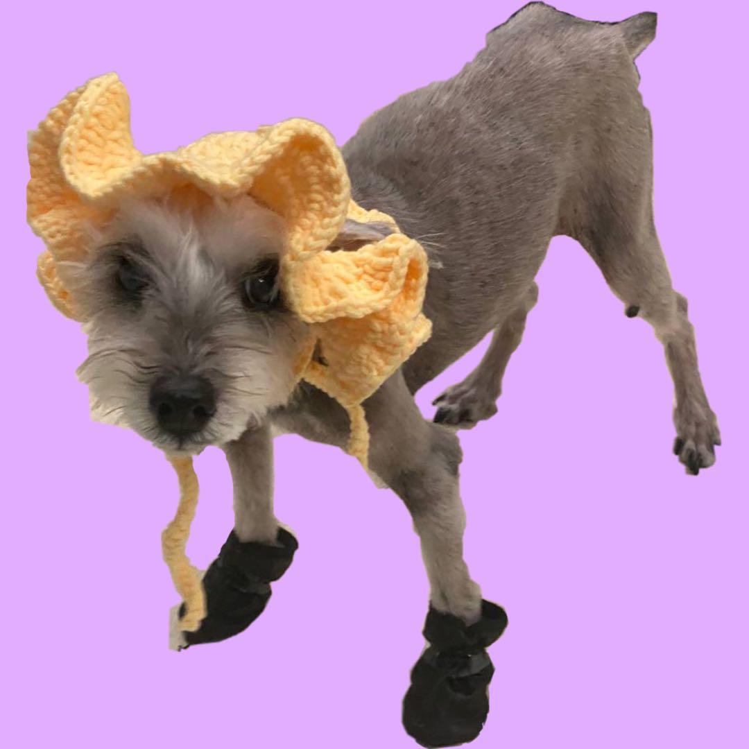 Crochet sun hat for dogs (pre order 