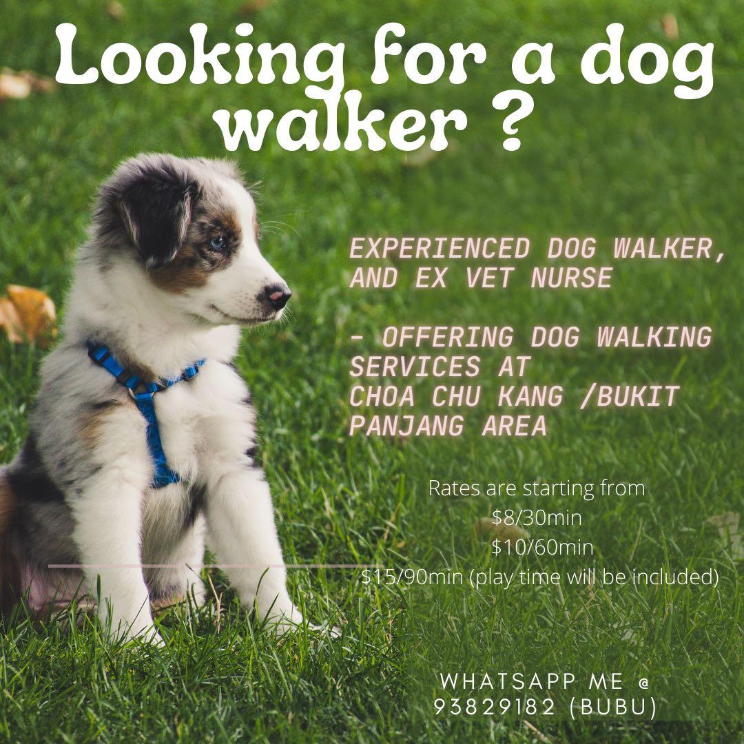 Looking for a dog hot sale walker