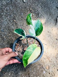 (Category: ) located in . Submitted by cage.plants.studio (Listing ID 1091576460, Image 1). Description: .
