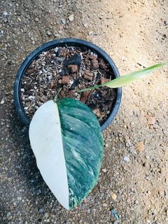 (Category: ) located in . Submitted by cage.plants.studio (Listing ID 1091576626, Image 1). Description: .