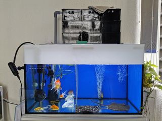 (Category: ) located in . Submitted by livetofish (Listing ID 1091604286, Image 1). Description: .