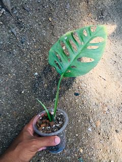 (Category: ) located in . Submitted by cage.plants.studio (Listing ID 1091576886, Image 1). Description: .