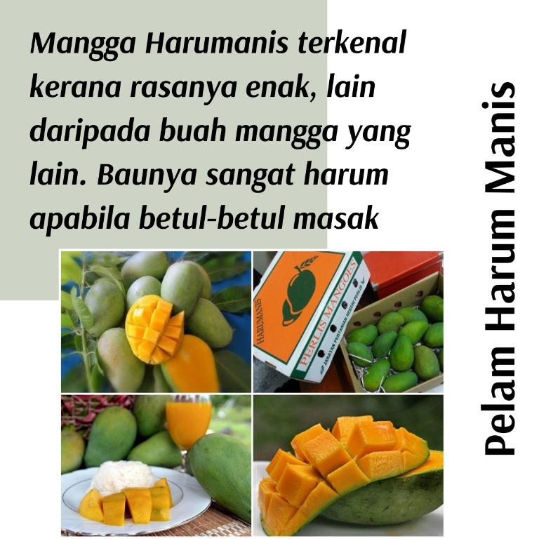 Real Plant Anak Pokok Pelam Harum Manis Cpt Berbuah Hybrid Premium Top Quality Kebun Fruits Sedap Manis Buah Home Furniture Gardening On Carousell