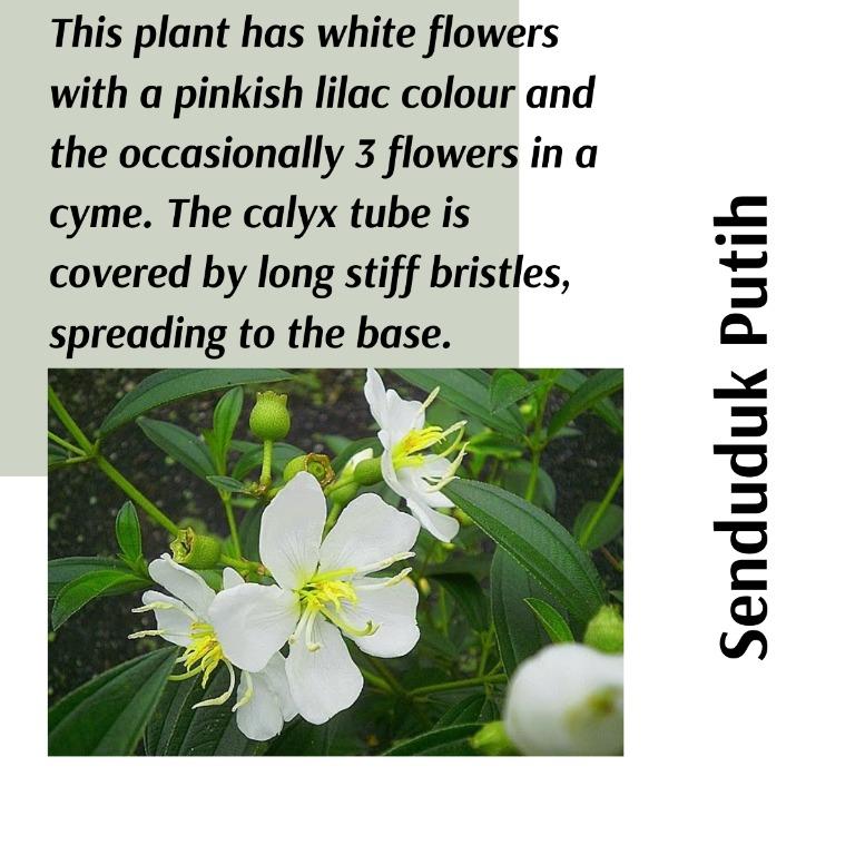 Real Plant Senduduk White Bunga Putih Pokok Hidup Hiasan Luar Rumah Live Outdoor Garden Home Furniture Gardening On Carousell