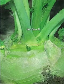 （分類：）位於 。 由 seedstorehk 提交（商品編號 1091716118，圖片 1）。簡介： 。