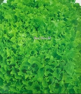 （分類：）位於 。 由 seedstorehk 提交（商品編號 1091716022，圖片 1）。簡介： 。
