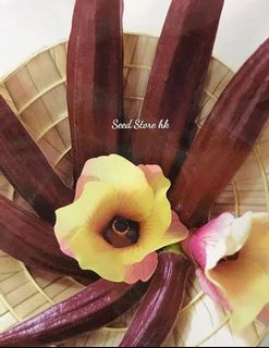 （分類：）位於 。 由 seedstorehk 提交（商品編號 1091705006，圖片 1）。簡介： 。