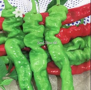 （分類：）位於 。 由 seedstorehk 提交（商品編號 1091704919，圖片 1）。簡介： 。