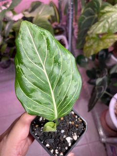 (Category: ) located in . Submitted by plant.botany (Listing ID 1095583550, Image 1). Description: .