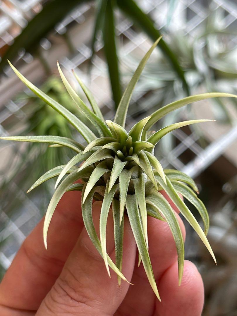 Tillandsia ionantha 'Albo-Marginata' ② donboscodimapur.org