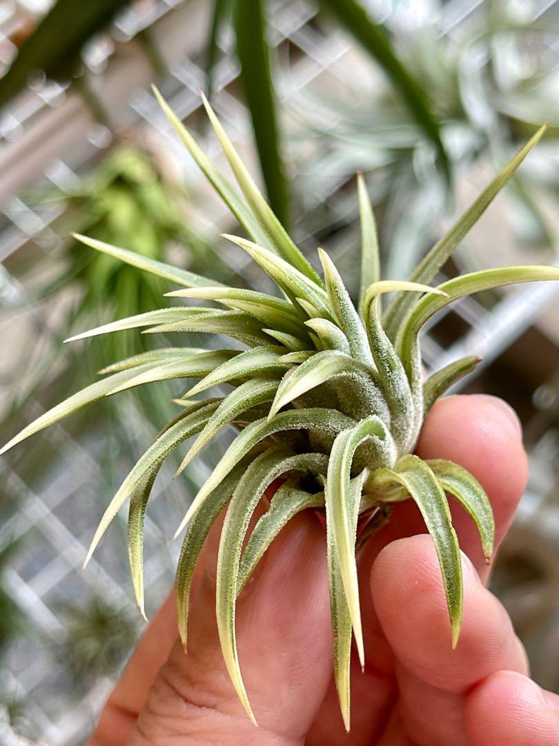 Airplant Tillandsia ionantha Albo-Marginata 空氣草阿伯小精靈外出藝