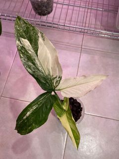 (Category: ) located in . Submitted by plant.botany (Listing ID 1095578838, Image 1). Description: .