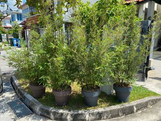 (Category: ) located in . Submitted by jun.aguero (Listing ID 1095474360, Image 1). Description: .