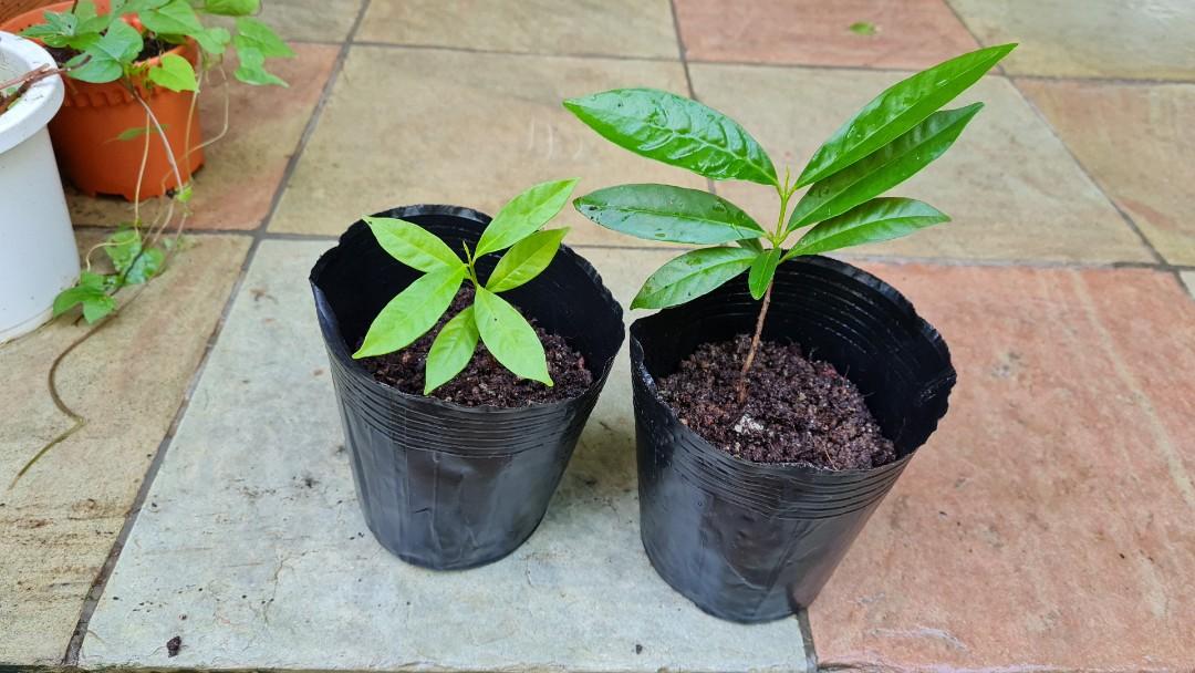 Daun Salam Indonesian Bay Leaf Furniture Home Living Gardening Plants Seeds On Carousell