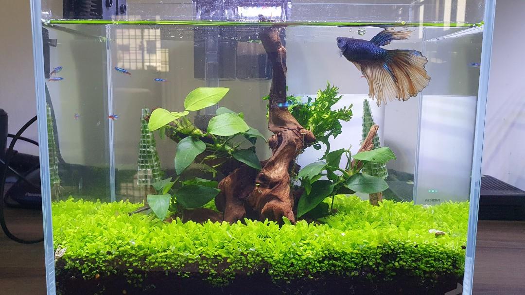 Long Narrow Fish tank, Pet Supplies, Homes & Other Pet Accessories on  Carousell