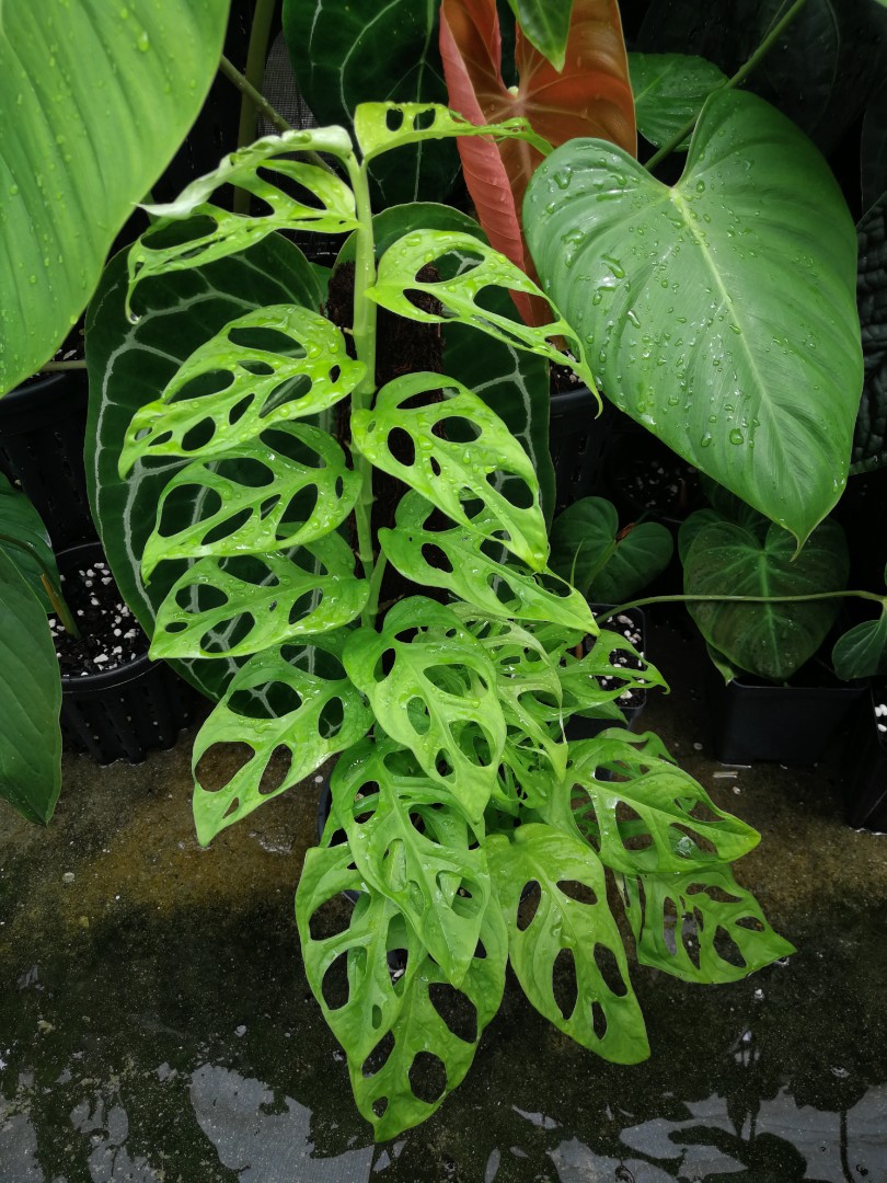 monstera obliqua los tayos - 植物/観葉植物