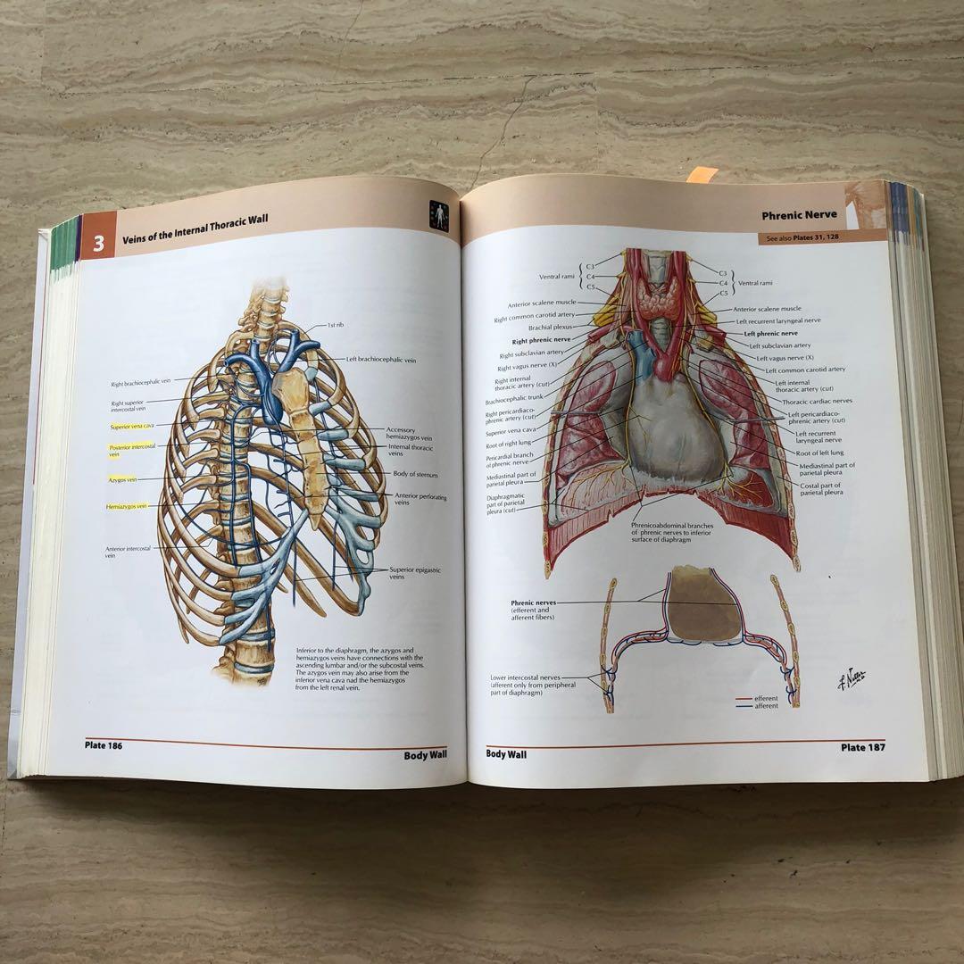 Netter Atlas of Human Anatomy, Hobbies & Toys, Books & Magazines ...