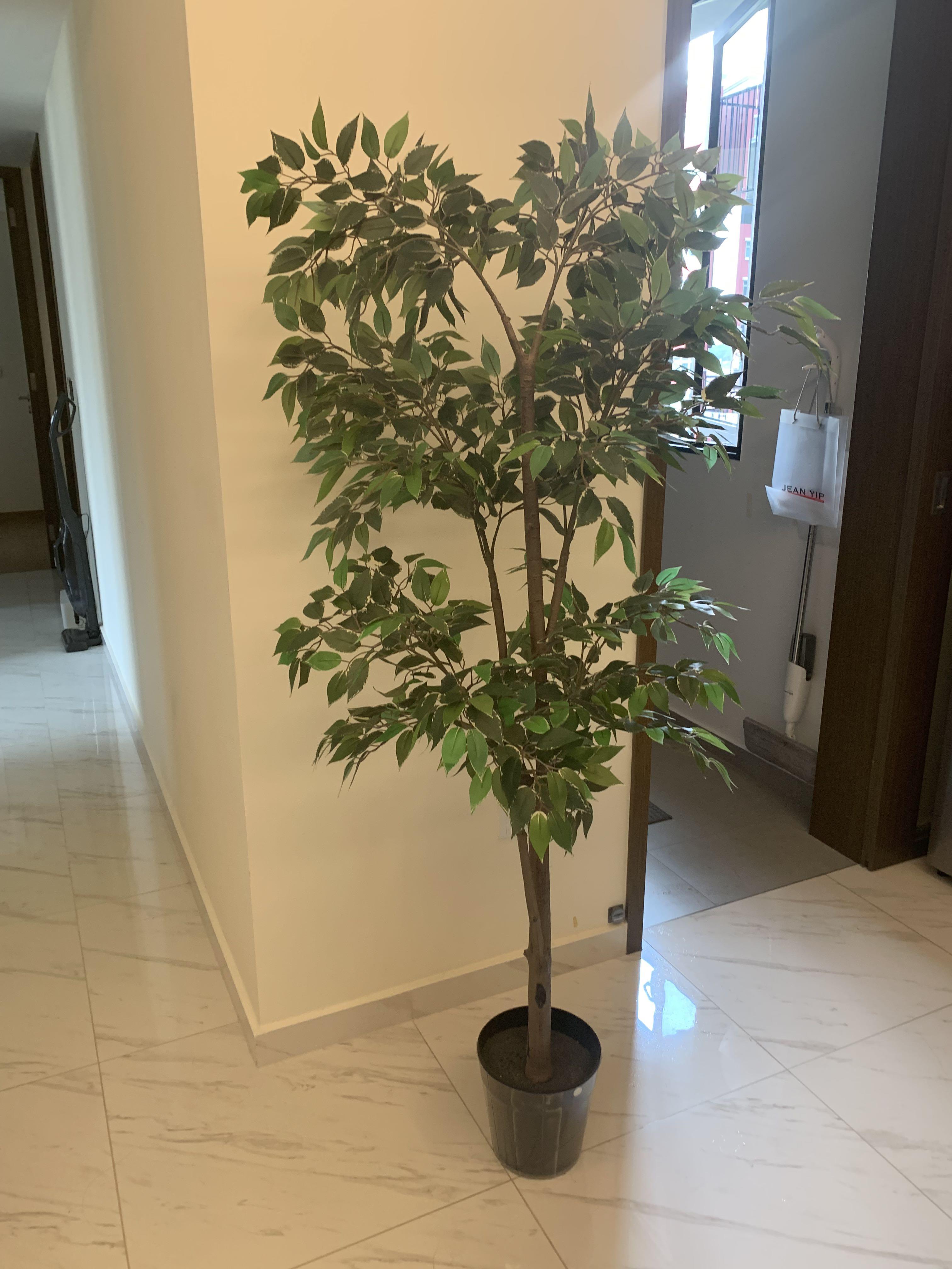 Used artificial plants for sale, Furniture & Home Living, Gardening