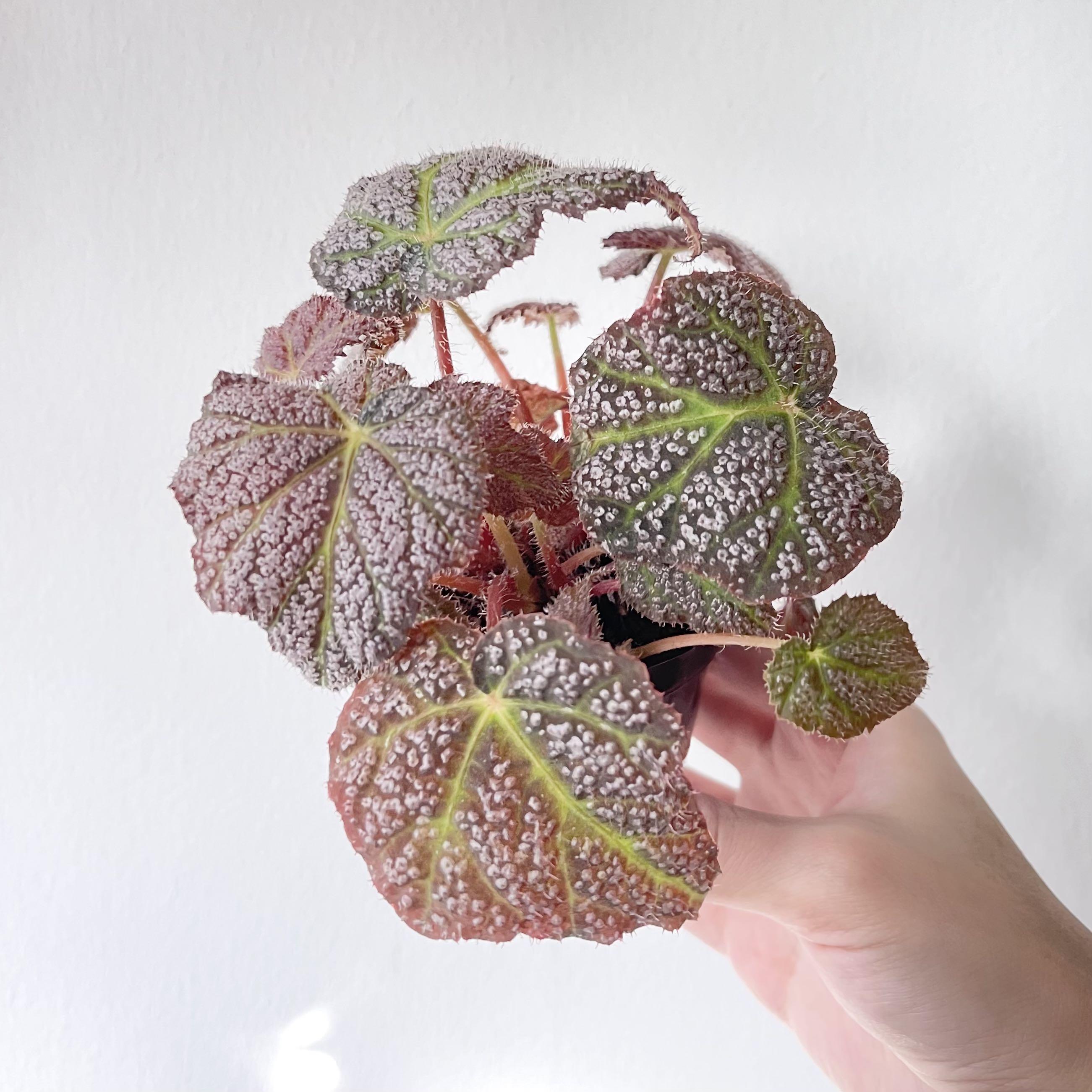 Begonia De Elegans, Furniture & Home Living, Gardening, Plants & Seeds on  Carousell