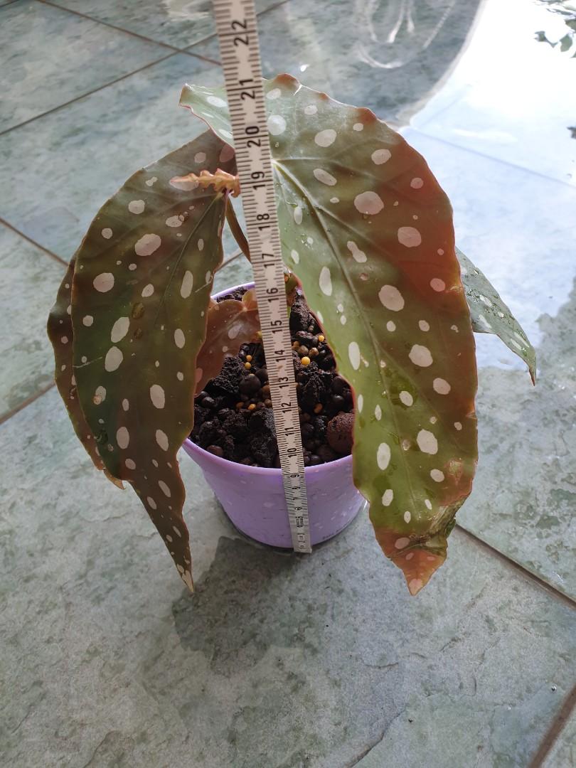 Begonia Maculata Pafcal Leca Home Furniture Gardening On Carousell