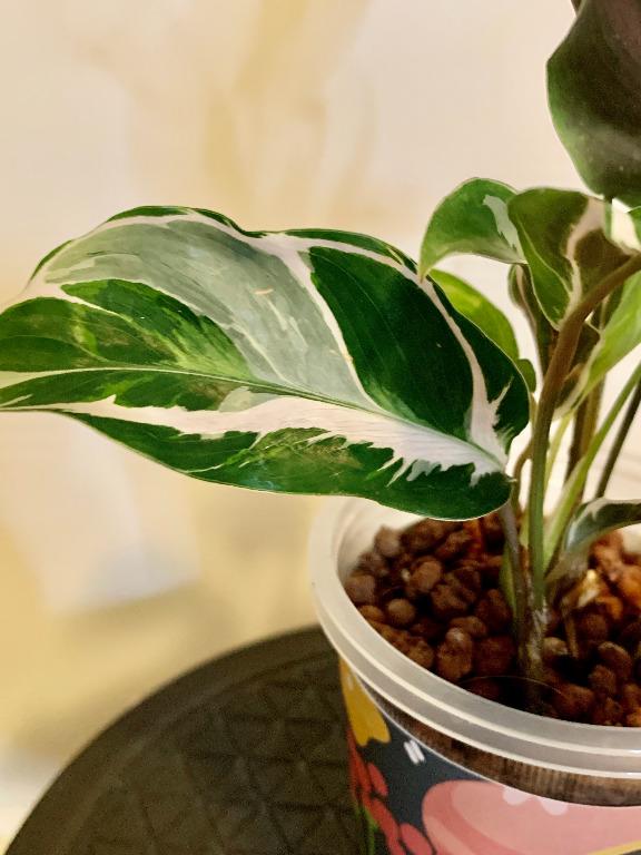 Conophytum MIX, Cactus Succulenti Mescolato Pietre Vive Rocce - Foto 5