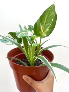 (Category: ) located in . Submitted by botanakha (Listing ID 1095675508, Image 1). Description: .