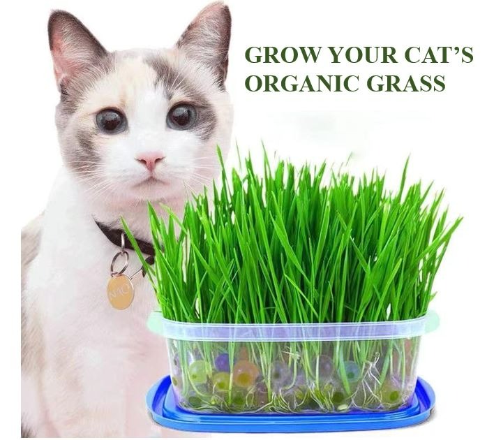 Grow your Cats organic grass/ Cat Grass Seed/ Cat Easy Grow Oat Grass Kit, Pet Supplies, Homes