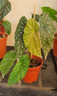 (Category: ) located in . Submitted by plantsbebes (Listing ID 1095734621, Image 1). Description: .
