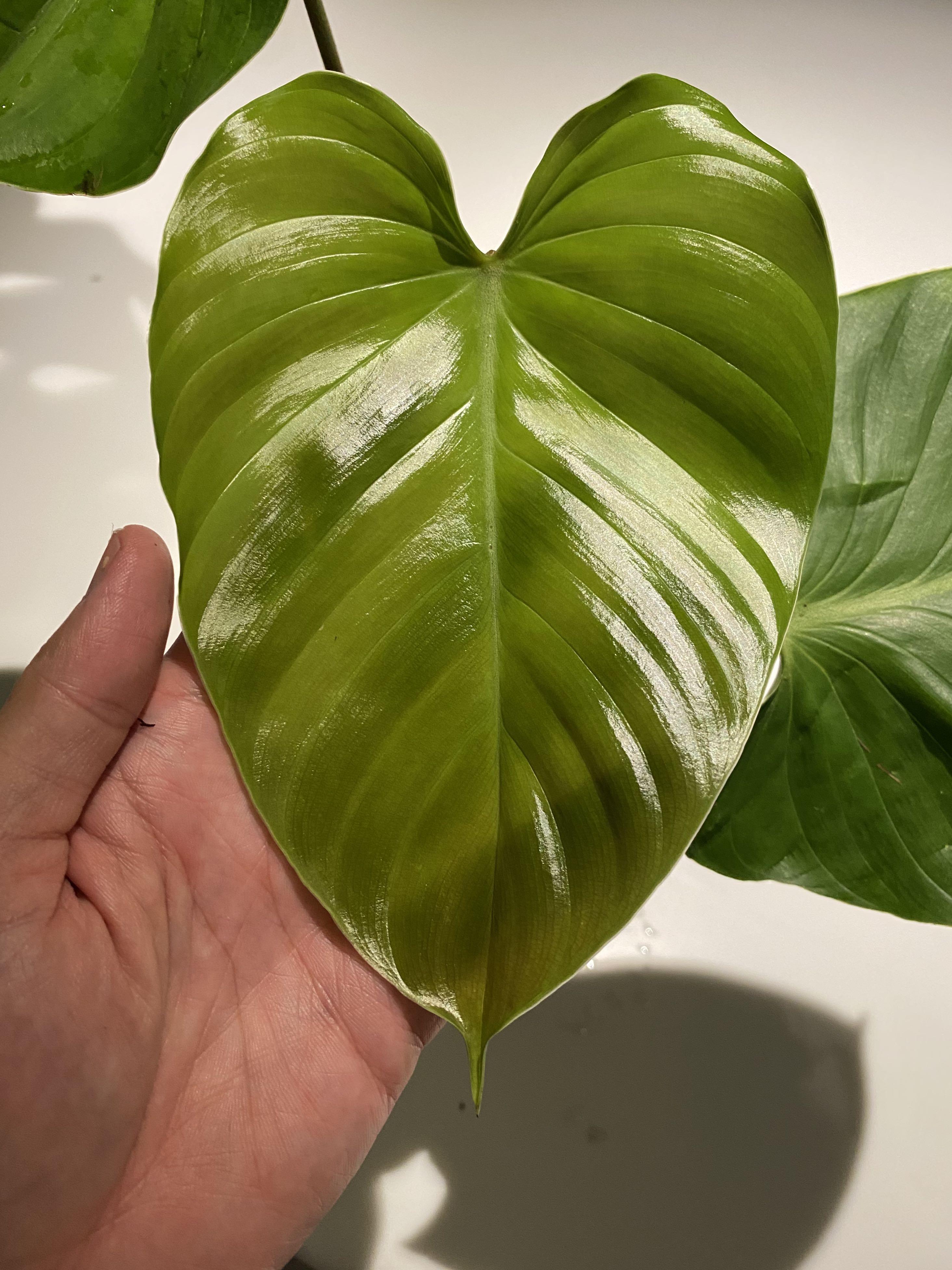 Rare Philodendron Lynamii Furniture Home Living Gardening Plants Seeds On Carousell