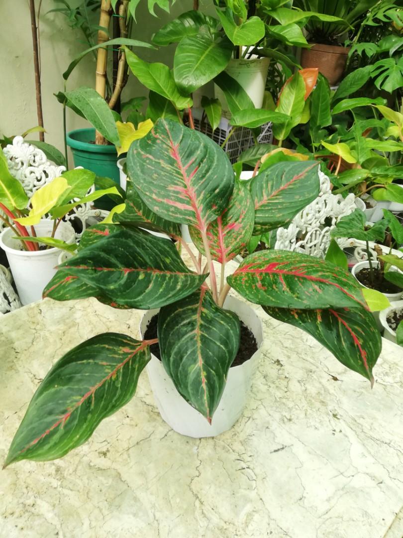 はこぽす対応商品】 Aglaonema Red Panama(出品2337) 植物/観葉植物