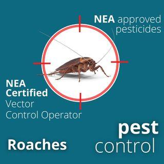 cockroach roach german american oriental brown banded bed bug termite booklice pest control singapore infestation silverfish white ants