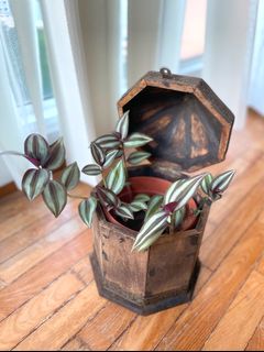 (Category: ) located in . Submitted by botanakha (Listing ID 1095775562, Image 1). Description: .
