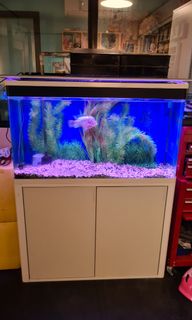 (Category: ) located in . Submitted by luqmannulhakkim (Listing ID 1095869280, Image 1). Description: .
