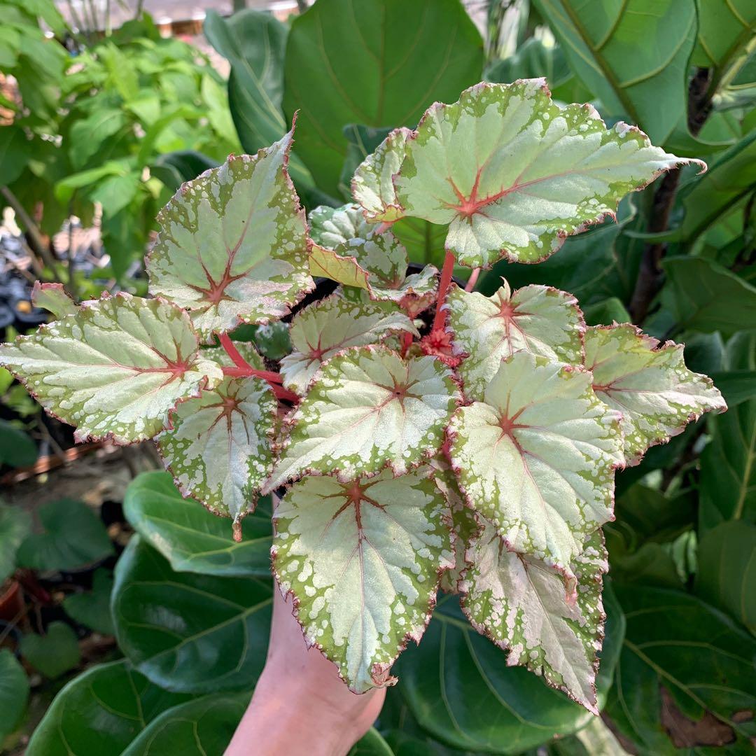 Begonia Rex, Furniture & Home Living, Gardening, Plants & Seeds on Carousell