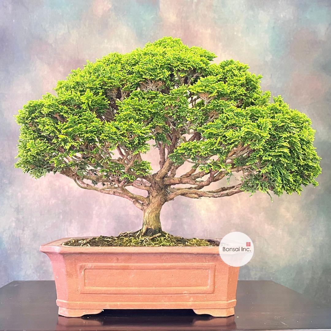 Bonsai Inc Japanese Hinoki Cypress Bonsai Furniture Home Living Gardening Plants Seeds On Carousell