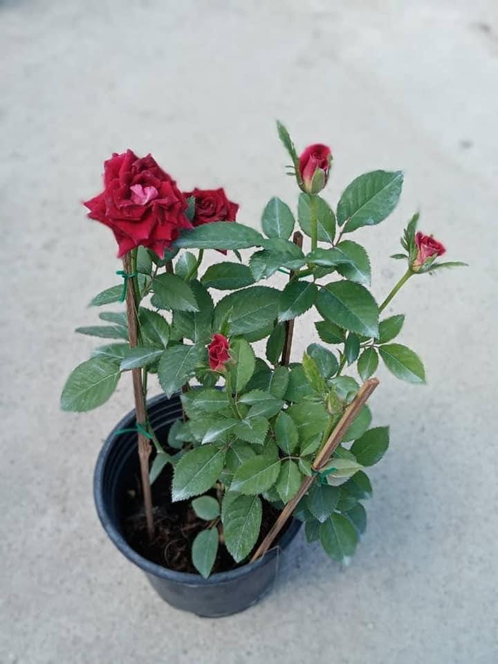Bunga Ros Merah Home Furniture Gardening On Carousell