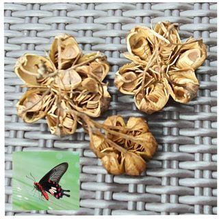 Dutchman pipe (Aristolochia acuminata) seeds