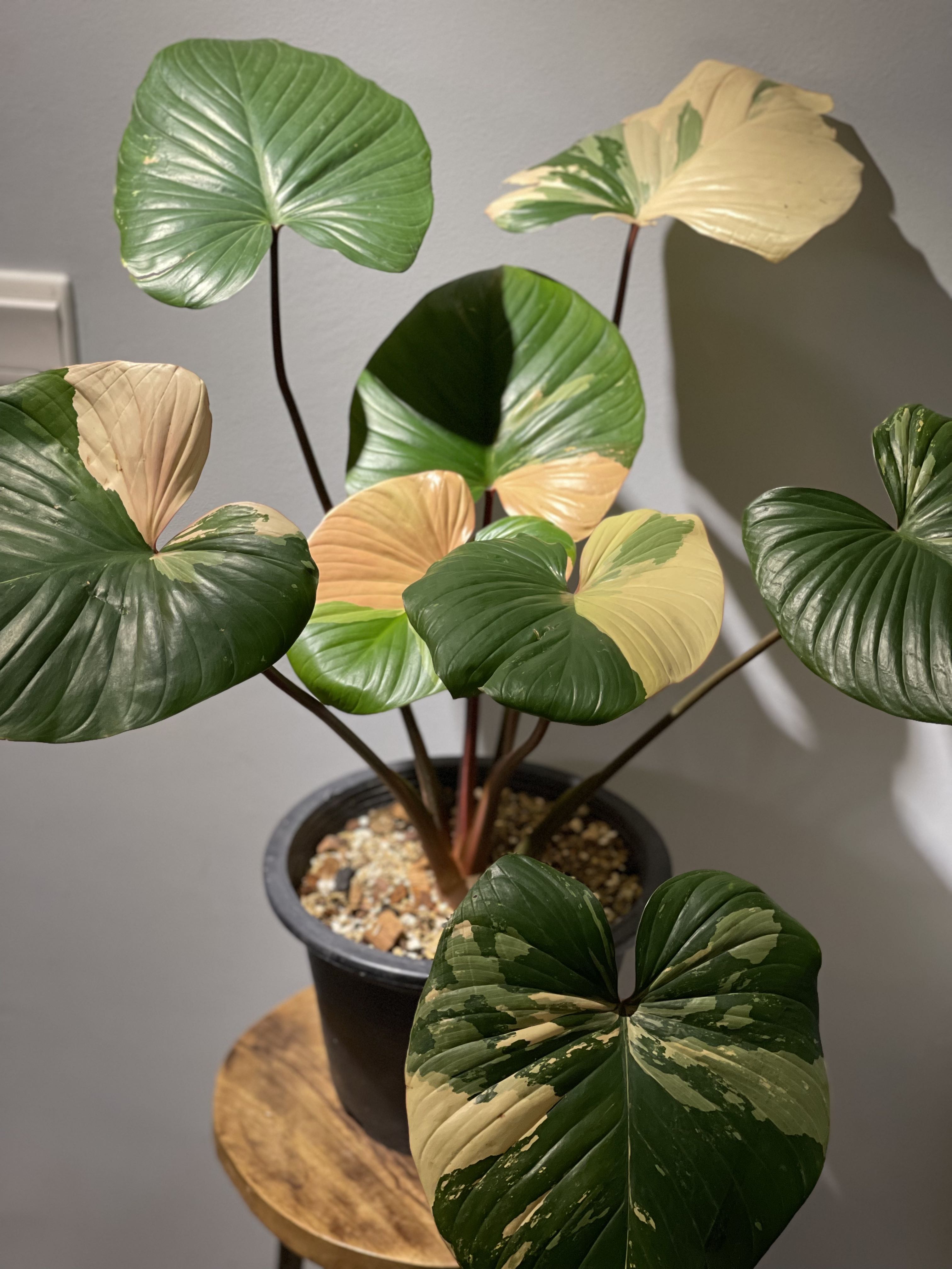 Homalomena Rubescens Variegated (pink and yellow variegation