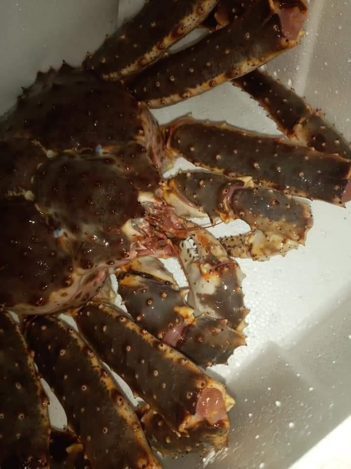 Live Alaskan King Crab, Food & Drinks, Fresh Produce on Carousell