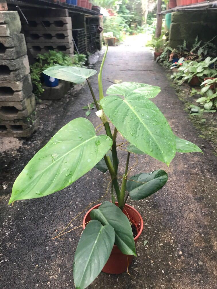 Philodendron hotsell green emerald