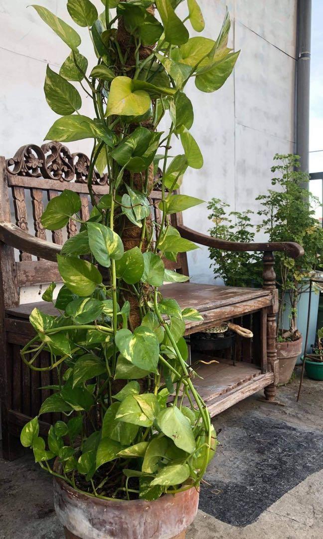 Pothos Potted Plant (Category: Plants & Seeds) located in Manila. Submitted by mkl.p (Listing ID 1095923888, Image 2). Description: Potted with 3 feet grow pole. Lush and beautiful 😍 1 pot on hand. Super cheap already and very nice in person. Plant will come from pasig city if you are from mandaluyong, pasig & san juan free delivery we will deliver it to you. Cant be shipped in a motorcycle since its too fragile. .