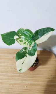 （分類：）位於 。 由 kinpaph 提交（商品編號 1096226250，圖片 1）。簡介： 。